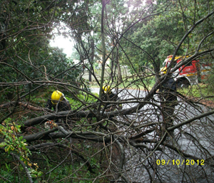 Retirada de un árbol que se había caído sobre la carretera en la Parroquia de Taragoña,  Ayuntamiento de Rianxo
